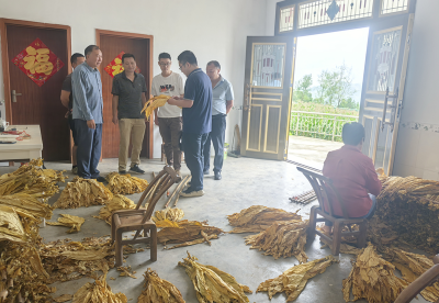 沙河乡：烤烟迎丰收 烟农赶“烤”忙