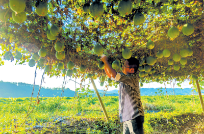 吊瓜成“金”瓜 农民乐开花