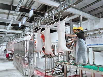 房县：机器人首次“上岗”生猪屠宰线