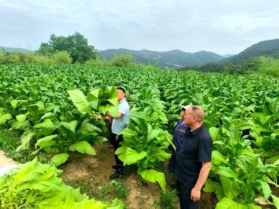 房县青峰镇横峪沟村：“金叶”喜归仓 采收“赶烤”忙