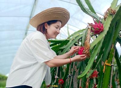 十堰房县：红心火龙果甜蜜上市 采摘体验正当时