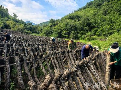 十堰房县：木耳丰收采摘忙 科技赋能促增收