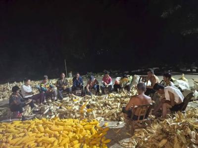 十堰房县：邻里互助好风尚，秋收玉米堆满仓