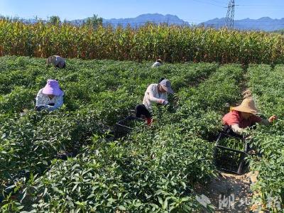 化龙堰镇化龙村：小线椒串起乡村振兴“致富链”