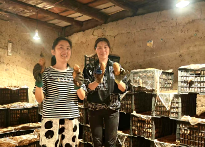 上龛乡白玉村：筐栽天麻喜获丰收 特色产业铺就致富路