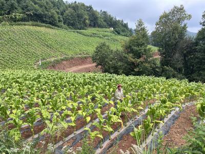 野人谷镇千家坪村：金叶铺就致富路 汗水浇开幸福花