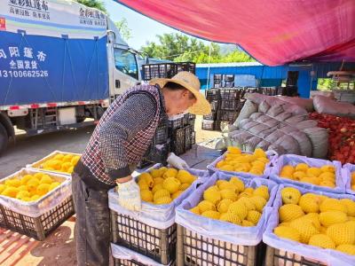 十堰房县：小黄桃变身“黄金果”特色种植铺就致富路