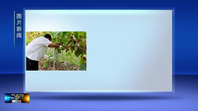 红塔镇付畈村：葡萄藤下话振兴