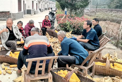 沙河乡：邻里互助好风尚 秋收玉米堆满仓