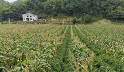 野人谷镇：套种绘就振兴景 “一地双收”促增收