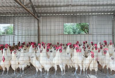 千年传承历久弥新 “皇家贡品”——房县庐陵乌鸡遗传资源保护与产业化发展记