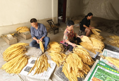 上龛乡：烤烟房飘出“幸福味”
