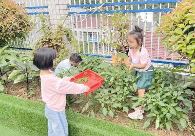 门古寺镇中心幼儿园：耕耘种植园 劳动润童心
