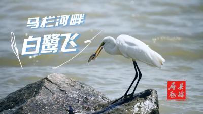 十堰房县：马栏河畔白鹭飞
