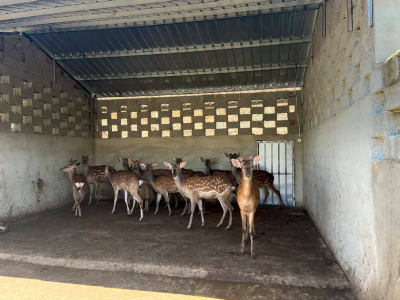 十堰房县：以特色养殖为钥，打开乡村振兴大门
