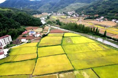 房县门古寺镇秦口村：千亩糯稻迎丰收，金色田野绘新景