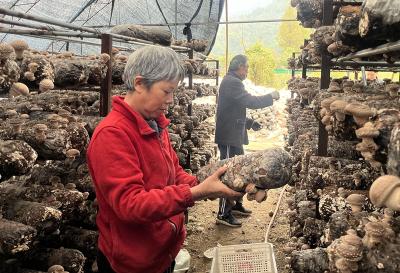 十堰房县：香菇丰收 撑开乡村振兴“致富伞”