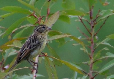 国家一级保护动物黄胸鹀现身房县