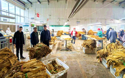 上龛乡：烟叶开秤喜迎“开门红” 干群同心共筑“黄金业”