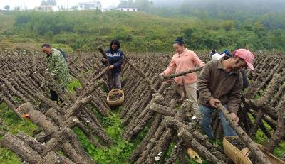 白鹤镇黄杨村：椴木黑木耳迎丰收