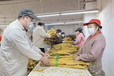 野人谷镇：烟叶产业促发展 乡村振兴谱新篇
