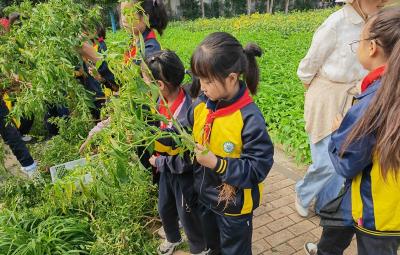 房县东城小学：躬身实践悟辛劳  指尖丰收传美德