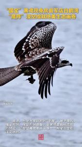 房县“鹰阵” 凌空  黑鸢群飞绘就生态画卷
