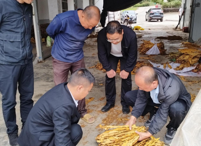 窑淮镇：烟农“赶烤”忙 片片“金叶”助增收