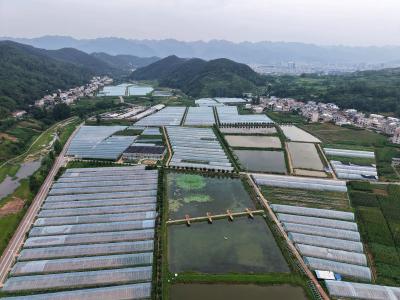 十堰房县：秋茬贝贝南瓜长势喜人 丰收在即