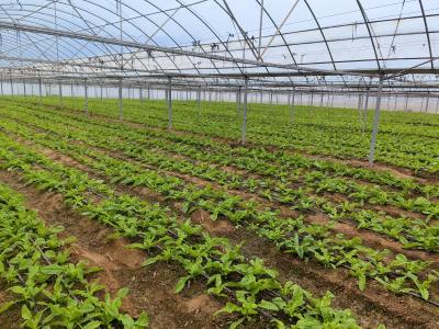 房县莴笋“成长记”： 从青苗到盛绿，解码乡村振兴产业富民密码 