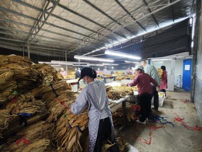 十堰房县：金叶子变“金票子”  烟农笑迎丰收年
