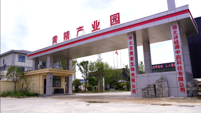 房县黄精产业全面起势 从区域特产迈入全国标杆行列