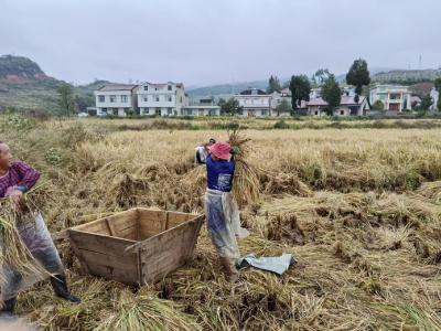 军店镇三溪沟村：人工抢收绘就金秋丰收长卷