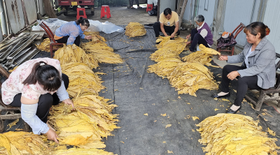 沙河乡：五天收烟超千担 “黄金叶”铺就增收路