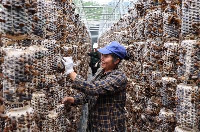 沃野流金 秋实盈香