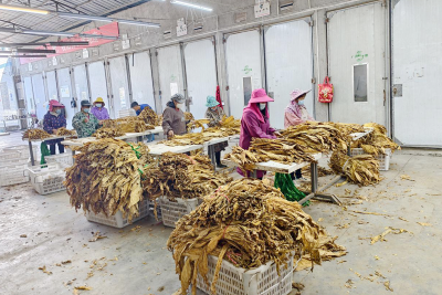 沙河乡：金叶飘香丰收季 烟站服务暖人心