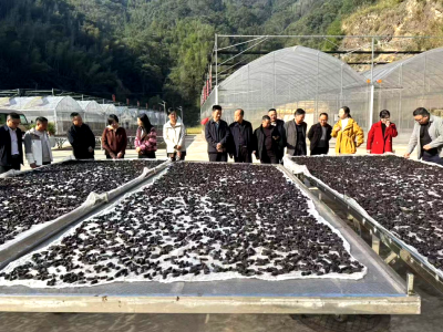 房县赴安化“取真经” 赋能黄精全链升级