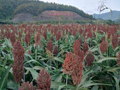 湖北房县：高粱红透酒香浓