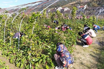 大木厂镇希望小学：校农合作搭平台 劳动实践促成长