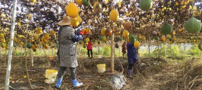 军店镇军马村：小栝楼成“黄金产业” 四年耕耘结出“富民瓜”