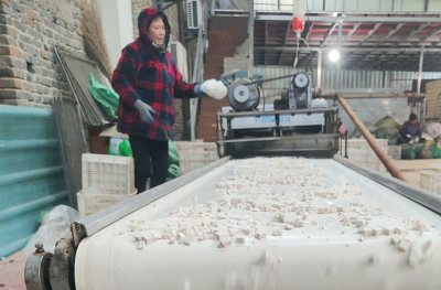 尹吉甫镇：深山茯苓喜获丰收 “土疙瘩”变身“金元宝”