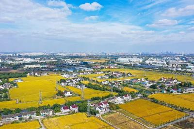 杨丹华主持召开2025年第四次规委会