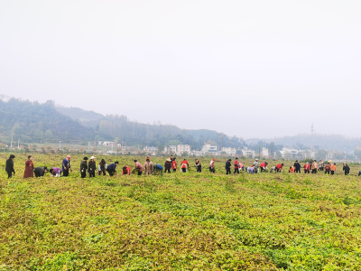 房县军店镇：抢天时战秋收 干群合力打响500亩花生“抢收战”