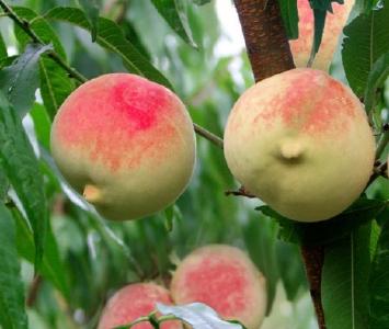 十堰房县：冬桃迎最后采摘期 甜蜜邀约 不容错过