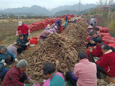 房县军店镇中村：130 亩紫薯丰收忙  订单农业结出 “致富果”
