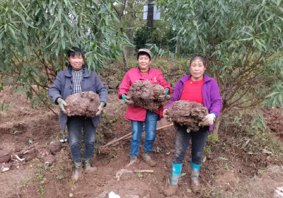 房县：变废为宝 茯苓种植蹚出生态新路径
