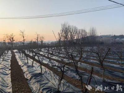 林下生金绘新景——房县高桥村“李药套种”蹚出生态富民路