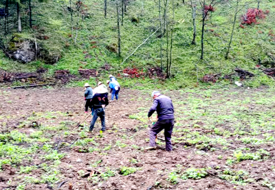 野人谷镇：从“本草黄精”到“致富真金” 林下经济激活乡村振兴“金色动能”