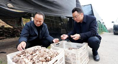 房县鑫财集团启动椴木食用菌收购工作