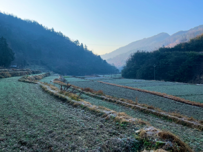 军店镇易沟村：冬麦如茵映沃野 筑牢粮食安全“压舱石”